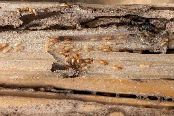 Bartlesville, OK Pest Control Company